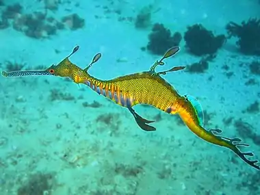 Weedy seadragon