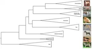 Image 43A clade representation of seven dog breeds in relation to wolves.  (from Zoology)