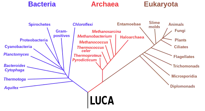 Phylogenetic tree based on rRNA genes data (Woese et al., 1990) showing the 3 life domains:  Bacteria, Archaea, and Eukaryota, with their last universal common ancestor (LUCA) at its root.