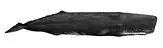 A large black whale with a blunt head and proportionally-small flippers