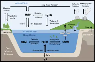 Mercury cycle