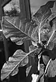 Physochlaina orientalis: foliage back-lit and B&W filter applied to image to highlight venation.