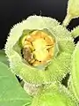 Physochlaina orientalis: single dehiscent fruiting calyx after withering of operculum (still attached to edge of capsule), with enough seeds fallen to reveal axile placentation. Cultivated plant, U.K.