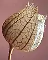 Physochlaina orientalis: fallen, empty, dry, fruiting calyx, back-lit by sunlight to reveal venation.