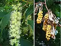 Inflorescence and fruit