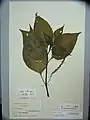 Herbarium specimen