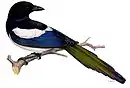 Eurasian magpie by Wilhelm von Wright