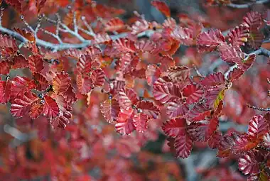 Fall lenga beech leaves