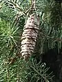 Mature cone