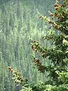 Forest, with mature female cones in foreground