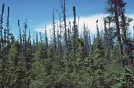 Black spruce taiga along the Copper River