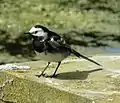 White wagtailMotacilla alba