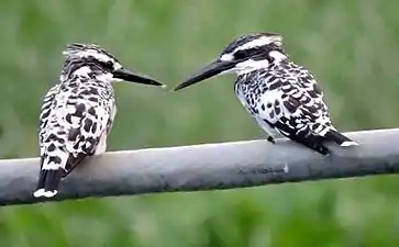 Pied kingfisher, Kanjli wetland, Punjab, India