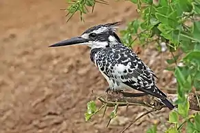 male C. r. rudisKazinga Channel, Uganda