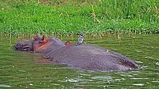 C. r. rudis on hippoKazinga Channel, Uganda