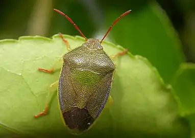 Adult greening after wintering