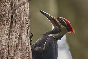 pileated woodpecker