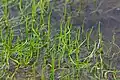 The peculiar pillwort fern is near threatened (NT) on a global scale, but found growing in Thy.