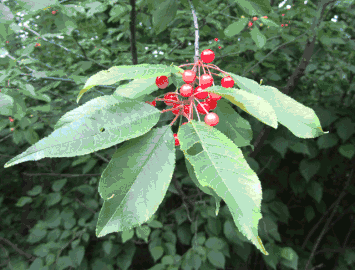 Foliage and fruit