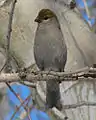 Front view of female, notice forked tail, Gatineau Park, Quebec