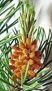 Male cones of a Pine