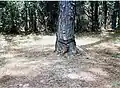 Pine tree with metal guides to a Herty cup