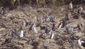 Penguins on the Islotes de Puñihuil