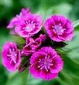 Pink Sweet William