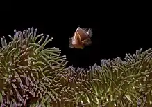 A. perideraion hovering above Heteractis magnifica (purple-tip anemone)