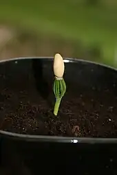 Seedling