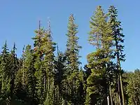 Several pines emerging from a solid treeline, with a clear blue sky in the background.