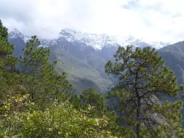 Yunnan pines near Jade Dragon Snow Mountain, Lijiang, Yunnan