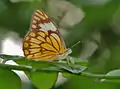 Wet-season form in Kolkata, West Bengal, India