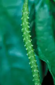 Female flowers