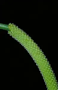 Male flowers