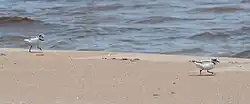 Piping plover at Whitefish Point