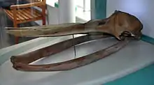 A whale skull behind a glass wall