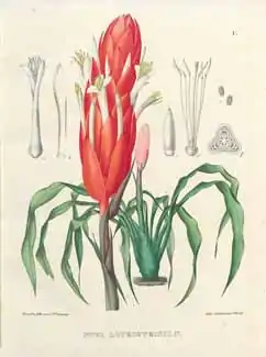 Pitcairnia