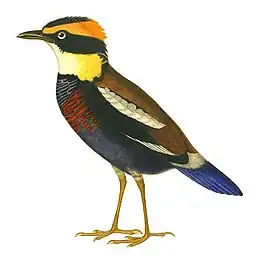 Elegant pitta