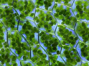 Using the biological design of chloroplasts to design a more effective way of turning solar energy into future sources of power