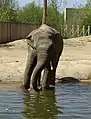 Asian elephant