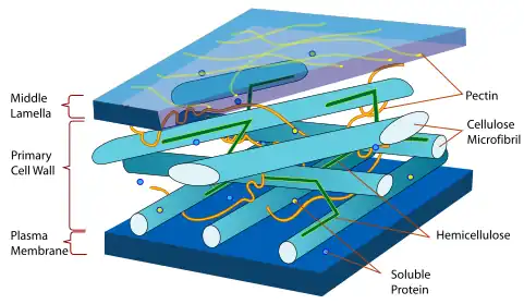 Graphic showing the different layers of the cell wall