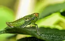 A small green insect with large eyes, developing wing pads, and an exposed abdomen sits on a leaf. There is a thin antennae under the insects eye, displaying an arista.