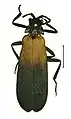 P. sinabungensis, adult male