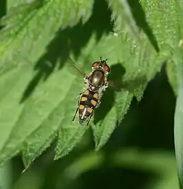 Platycheirus manicatus female