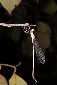 Platylestes platystylus young male