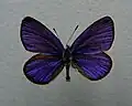 Upperside