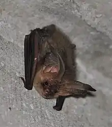 A Brown long-eared bat