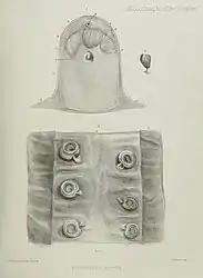 #27 (≤1873)Closeups and cross-sectional view of the same (Owen, 1881:pl. 35)