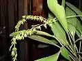 Pleurothallis racemiflora